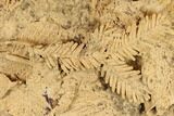 Plate Of Fossil Pine Branches & Leaves In Travertine - Austria #113063-1